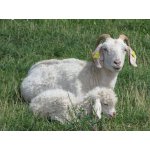 natureliferanch