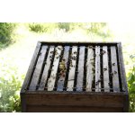 Bienen