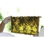 Bienen