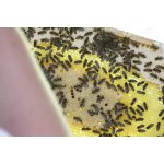 Bienen
