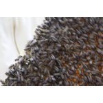 Bienen