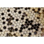 Bienen