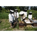 Bienen