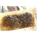 Bienen